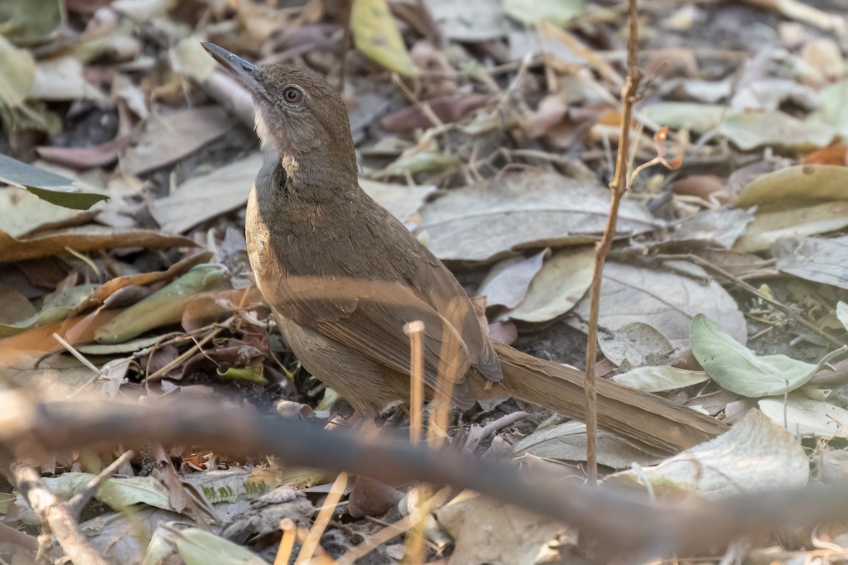 Terrestrial Brownbul - ML623919676