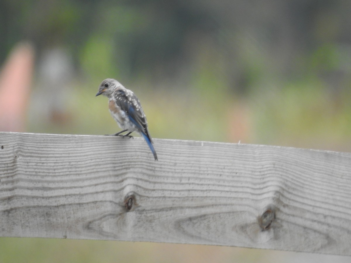 Eastern Bluebird - ML623919684