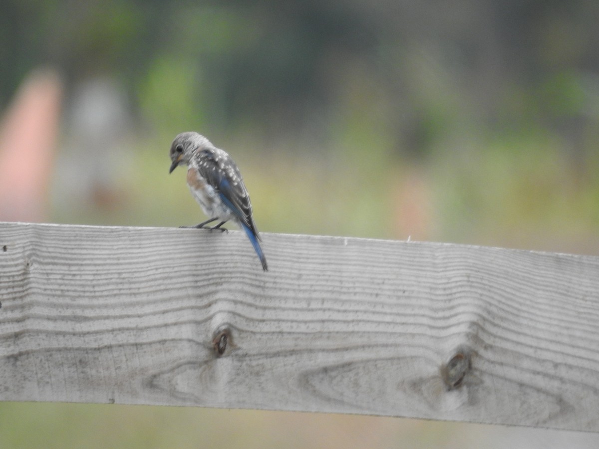 Eastern Bluebird - ML623919686