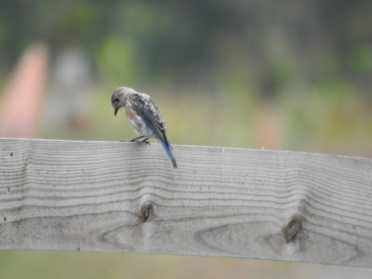 Eastern Bluebird - ML623919688