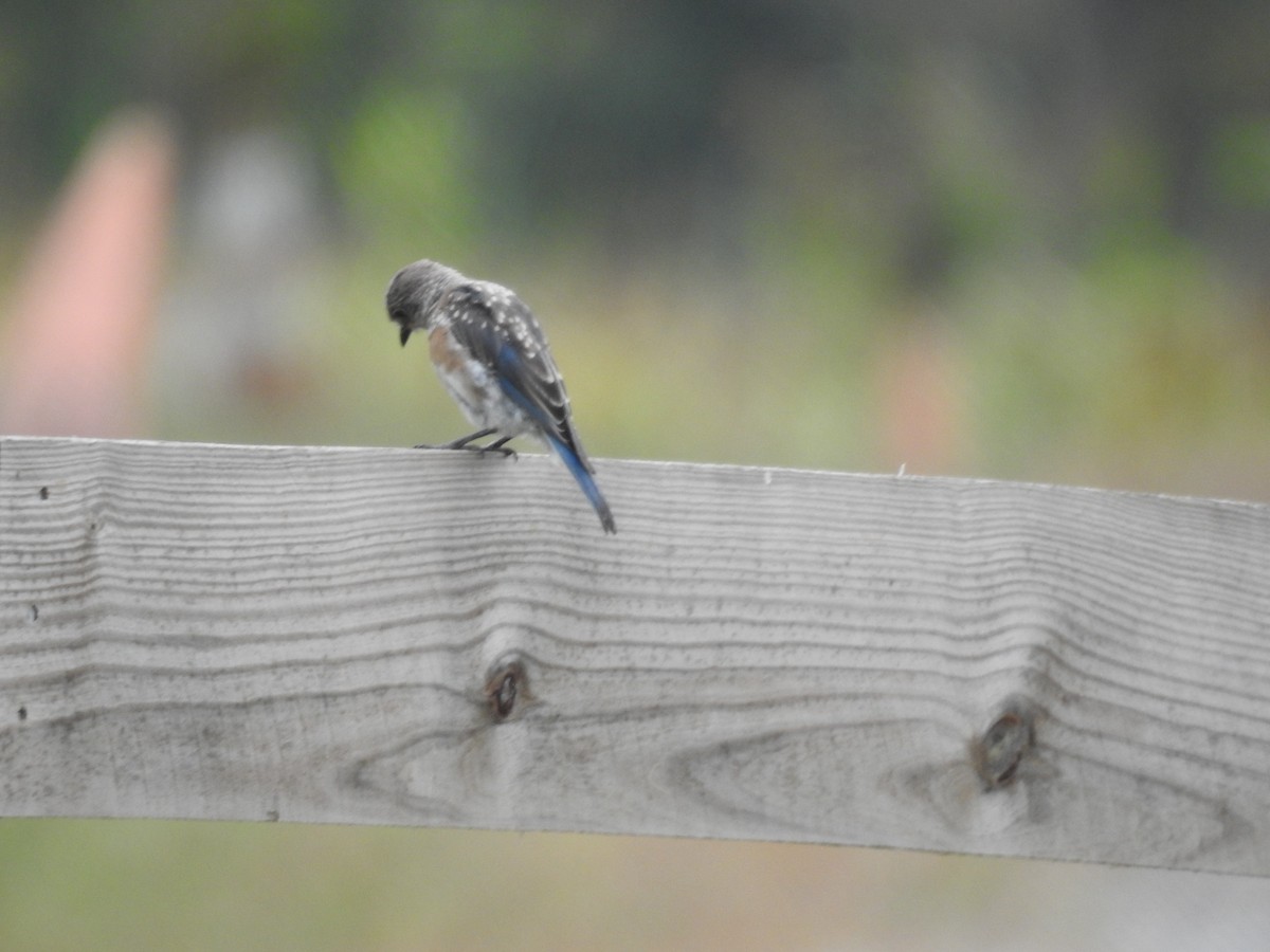 Eastern Bluebird - ML623919689