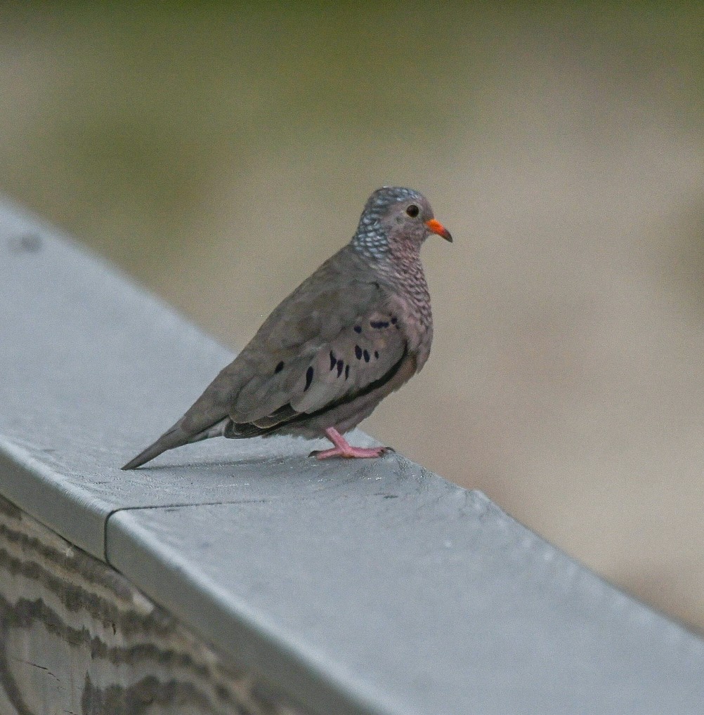 Common Ground Dove - Jenn Clementoni