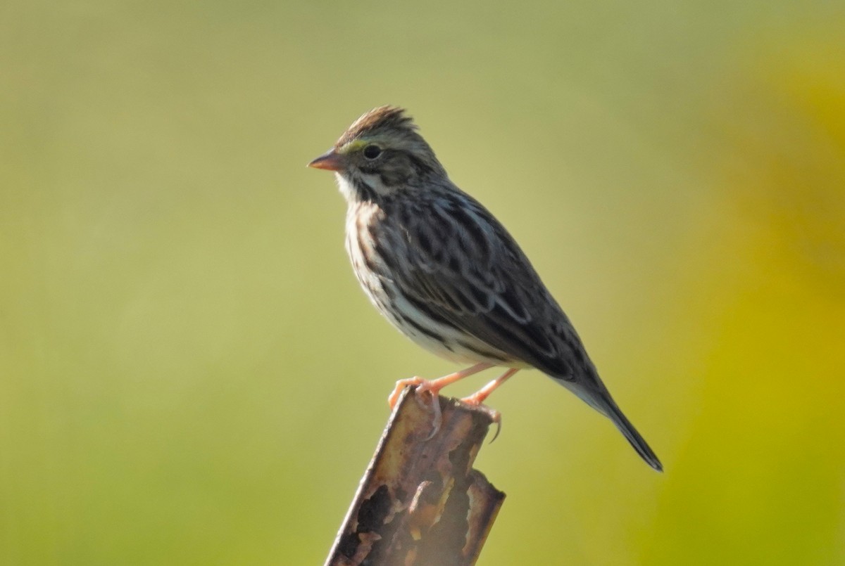 Savannah Sparrow - ML623919697