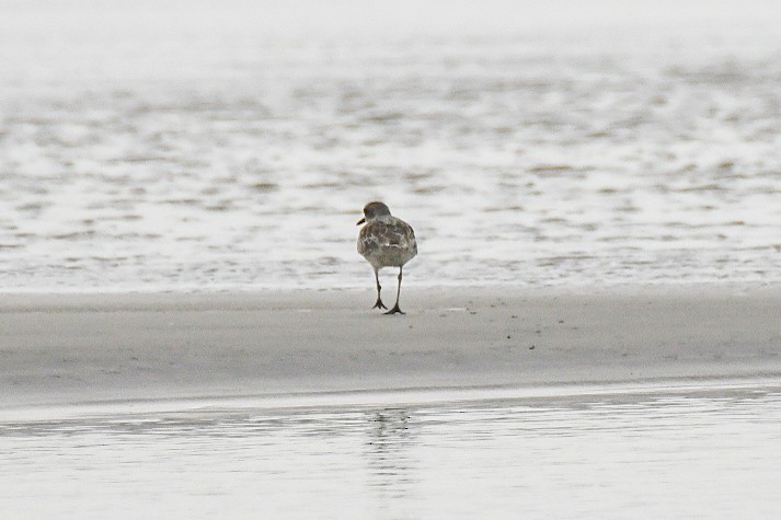 Black-bellied Plover - ML623919699