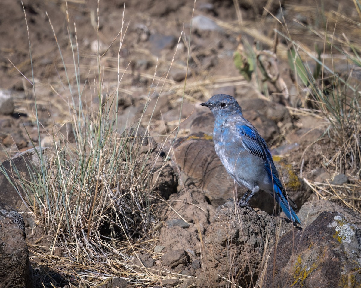 Mountain Bluebird - ML623919702