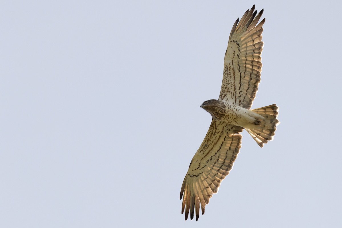 Short-toed Snake-Eagle - ML623919705