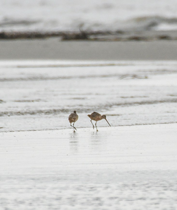 Marbled Godwit - ML623919708