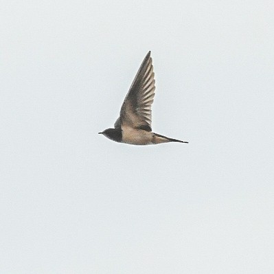 Barn Swallow - ML623919723