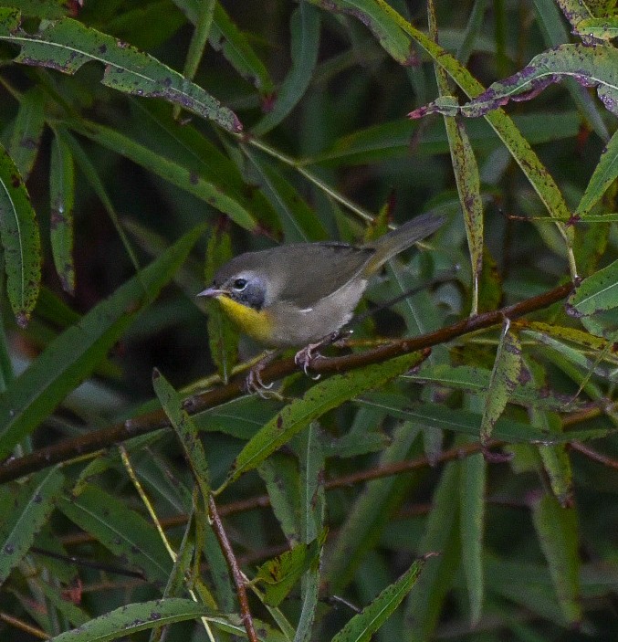 Common Yellowthroat - ML623919731