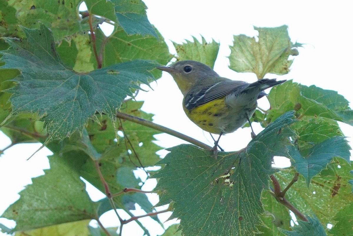 Magnolia Warbler - ML623919732