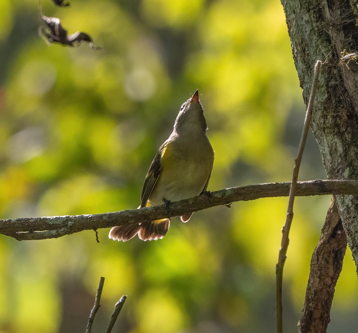 American Redstart - ML623919733