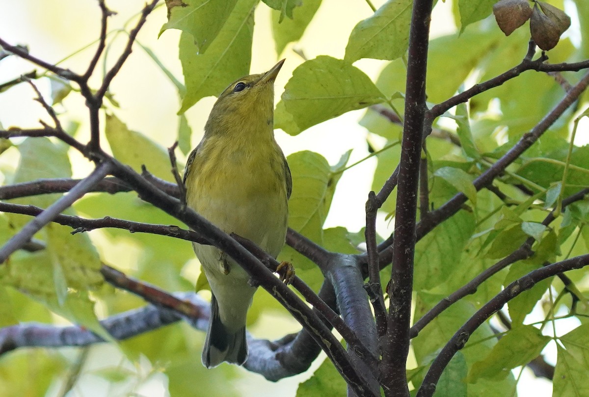 Blackpoll Warbler - ML623919736