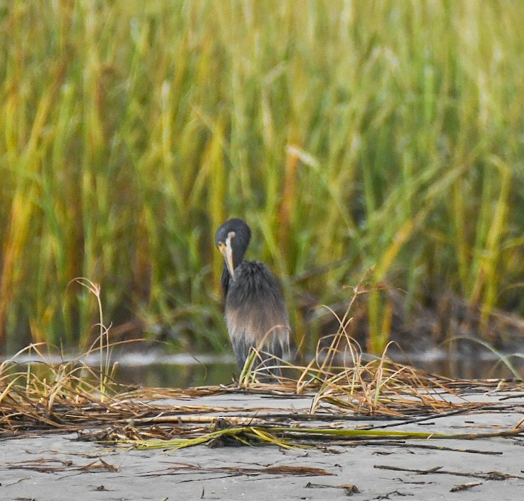 Tricolored Heron - ML623919748