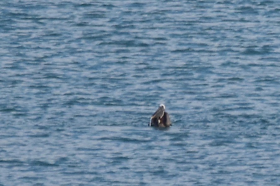 Brown Pelican - ML623919758