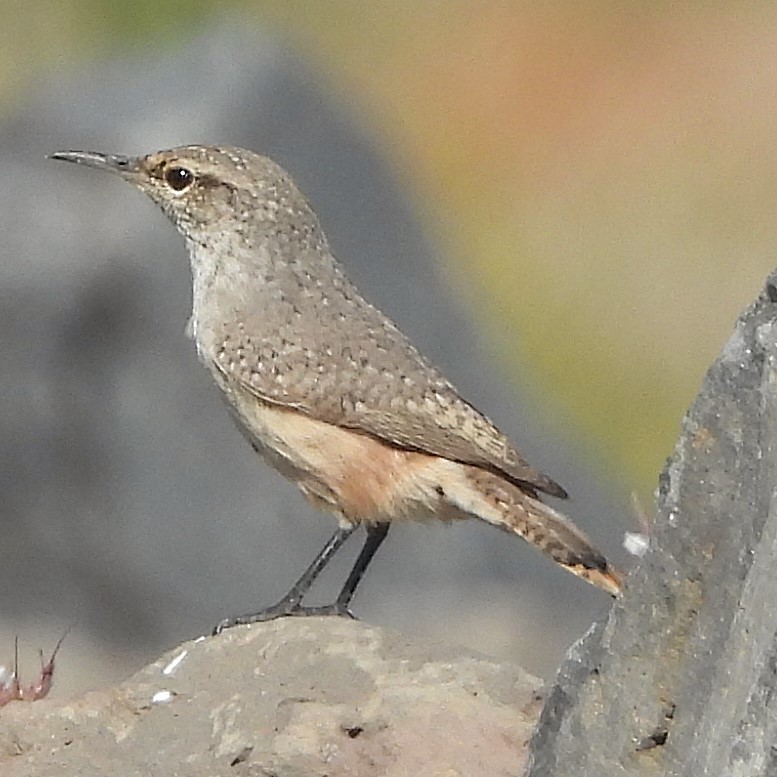 Rock Wren - ML623919770