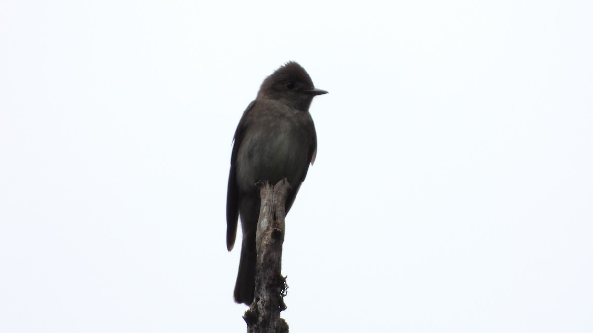 Dark Pewee - ML623919791