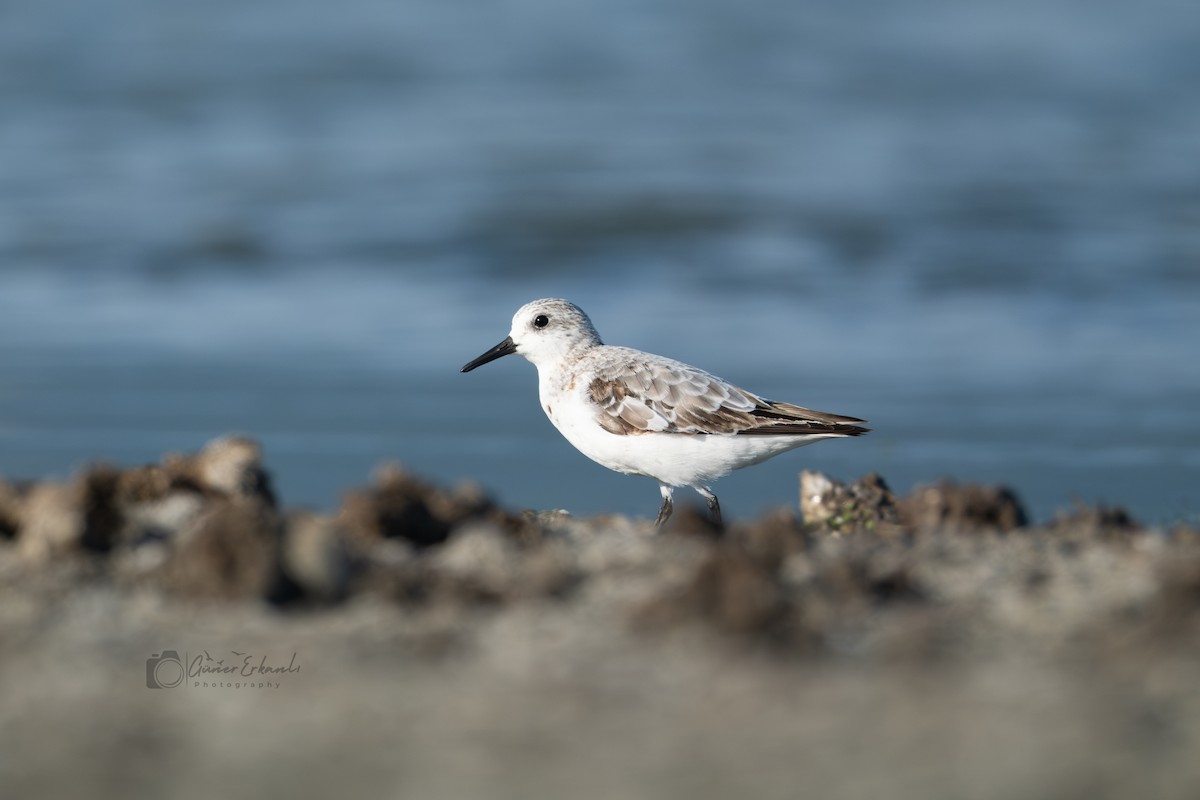 Sanderling - ML623919798