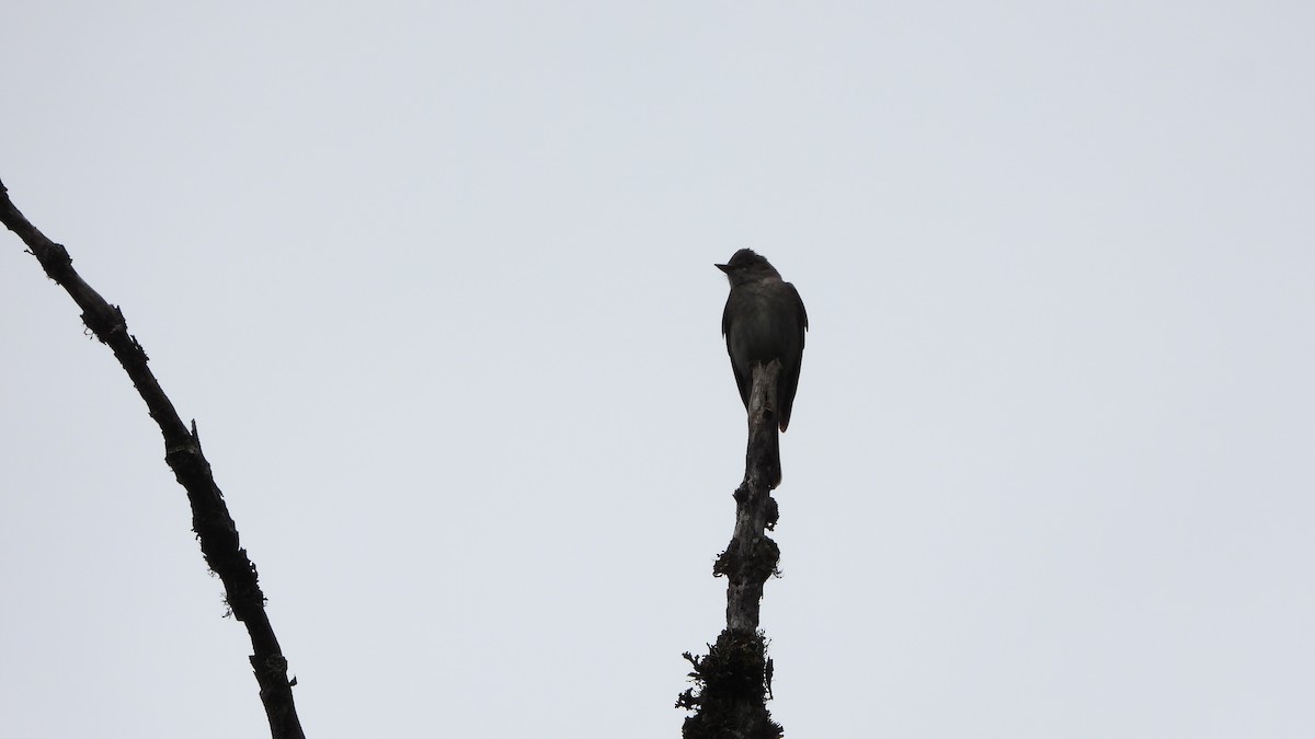 Dark Pewee - ML623919809