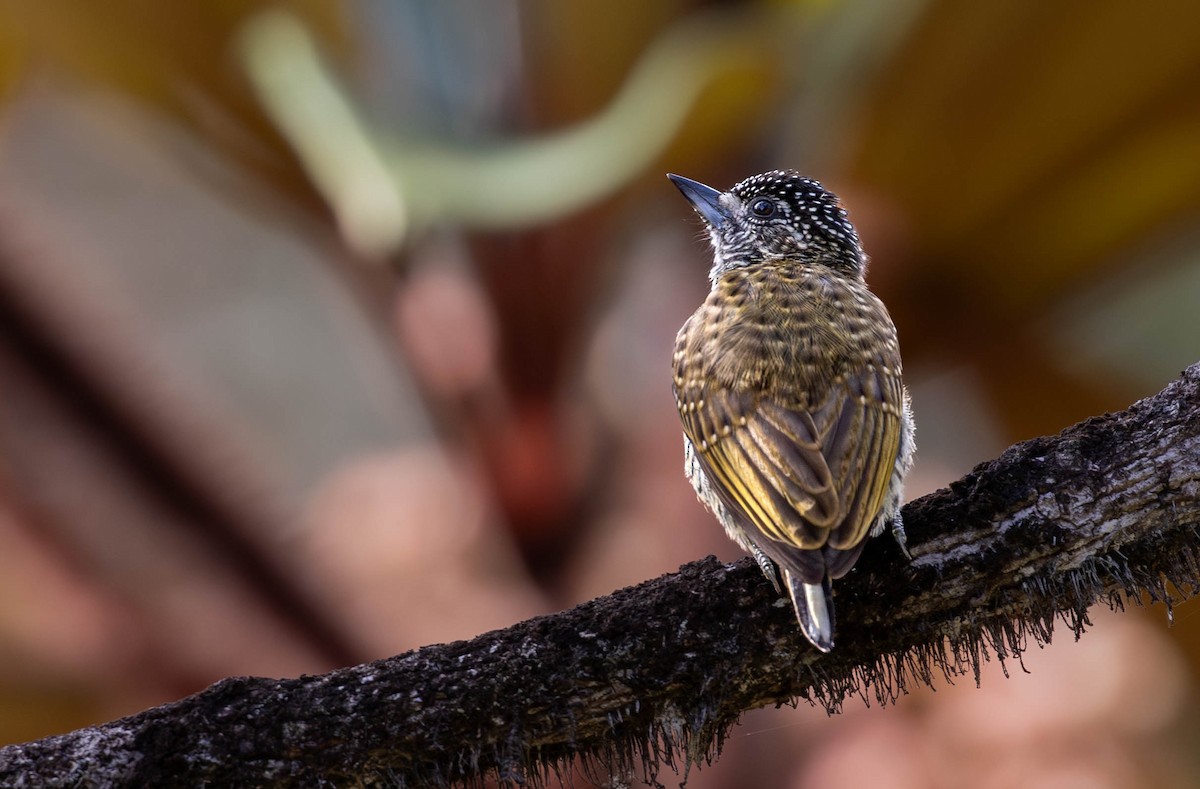 Golden-spangled Piculet - ML623919820