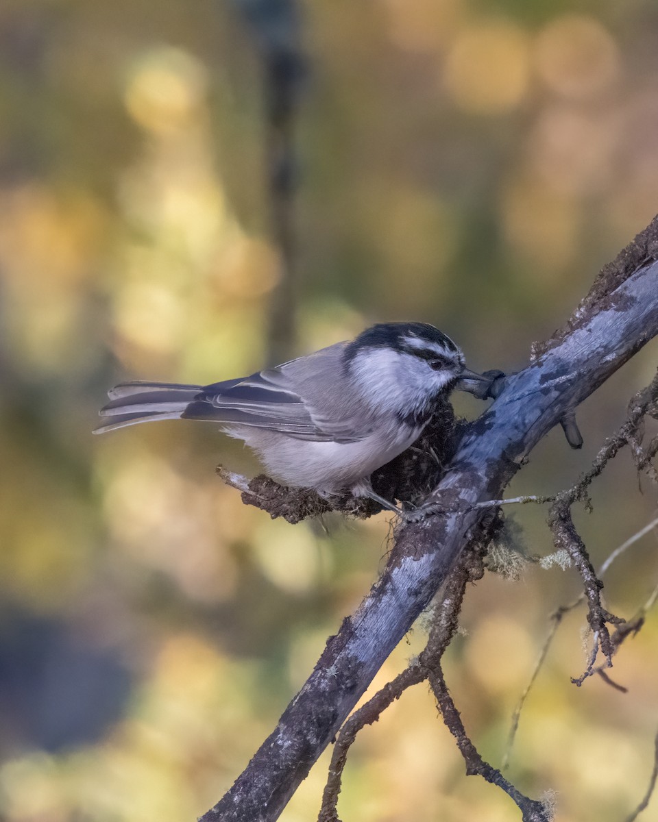 Mountain Chickadee - ML623919823