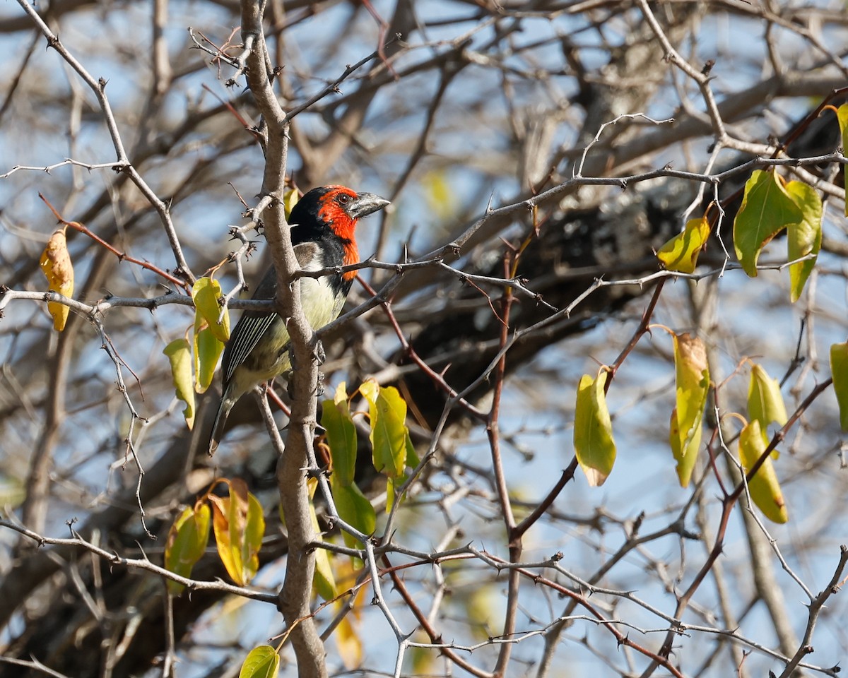 Black-collared Barbet - ML623919825