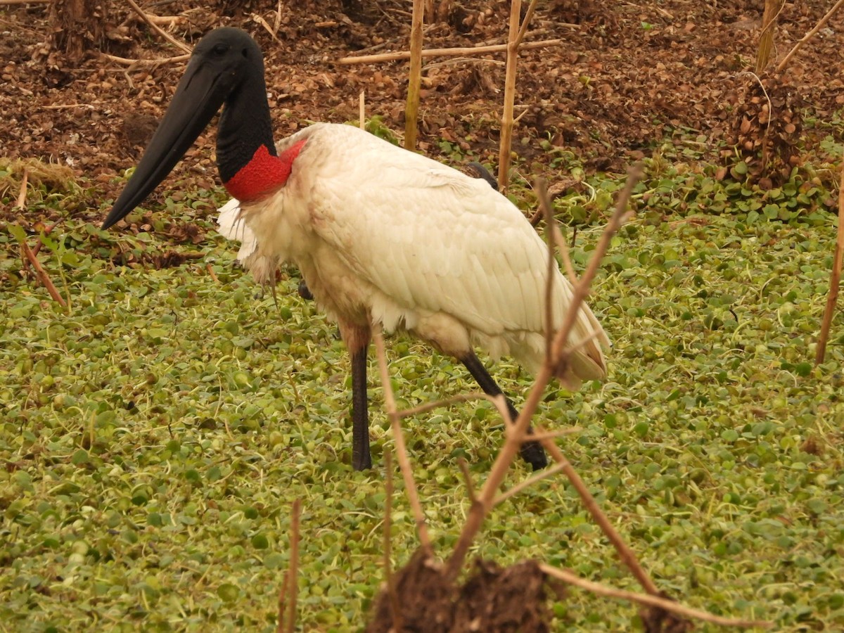 Jabiru - ML623919827