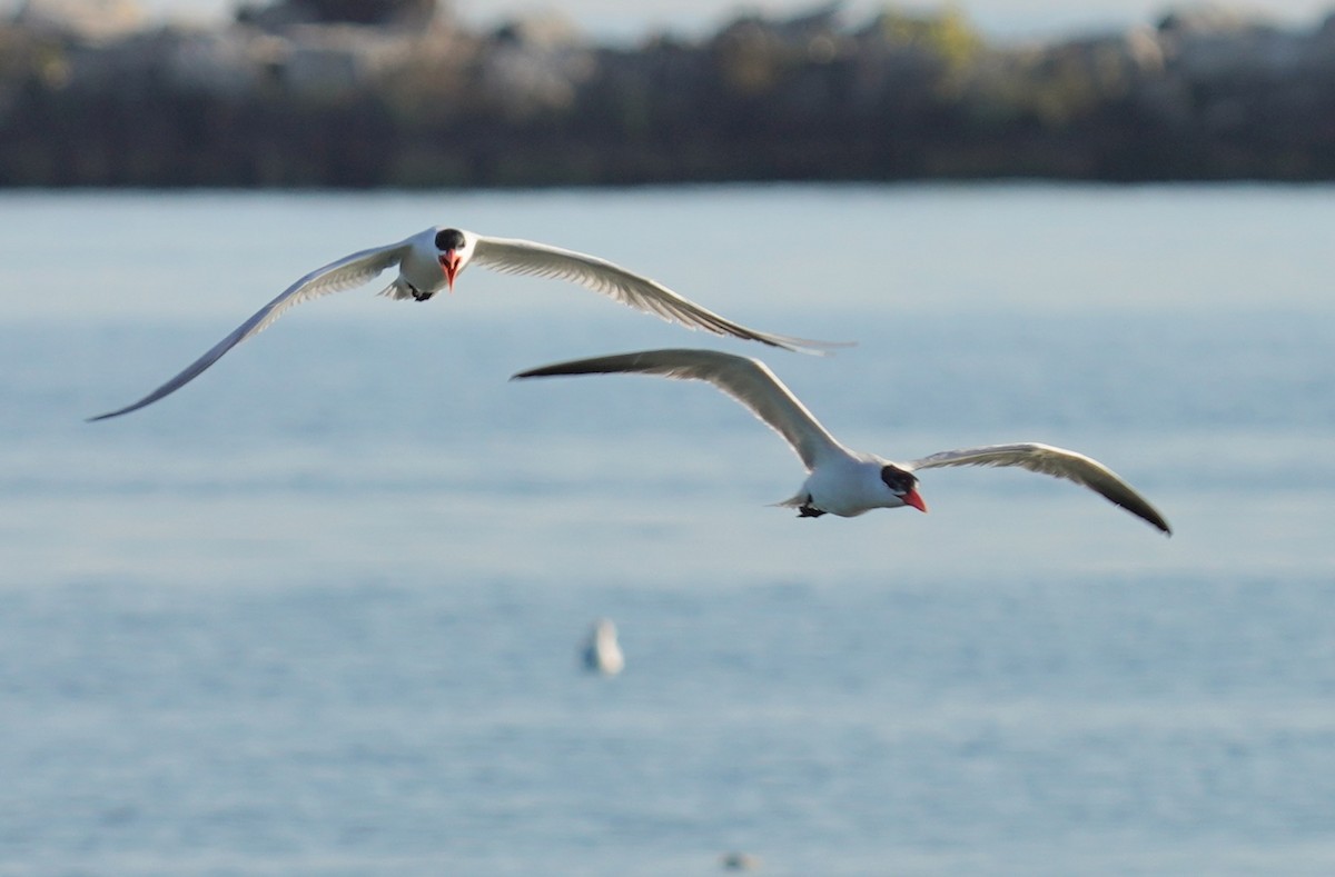 Caspian Tern - Dennis Mersky