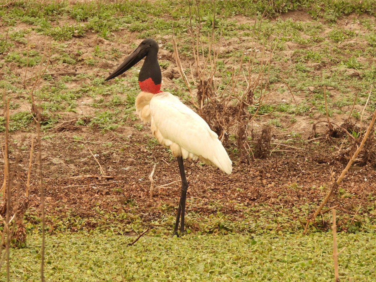 Jabiru - ML623919837