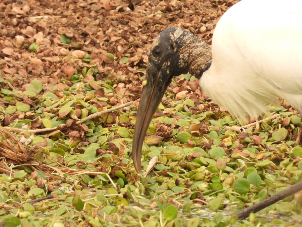 Jabiru - ML623919862