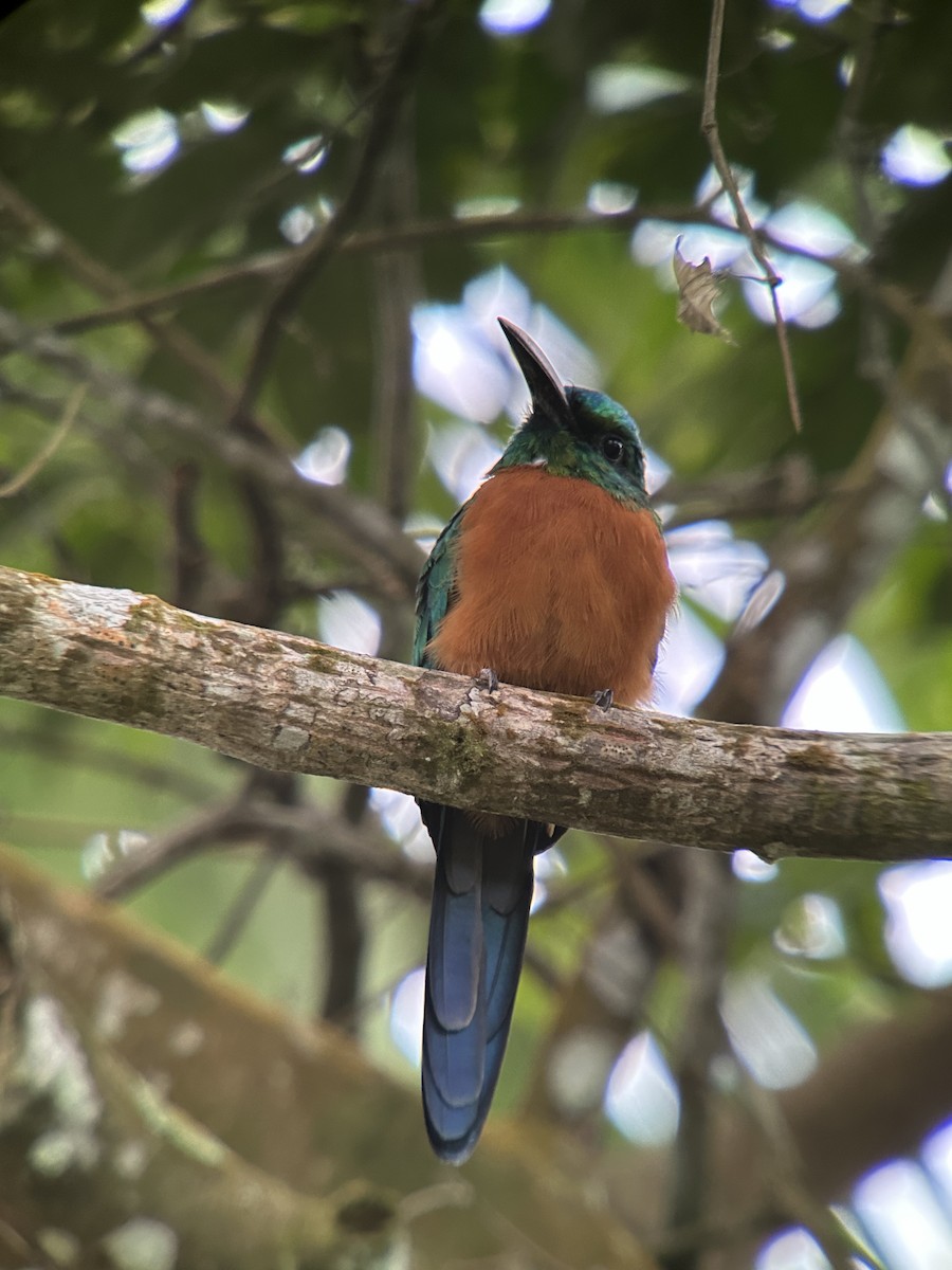 Great Jacamar - ML623919865