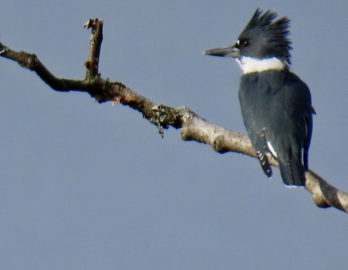 Belted Kingfisher - ML623919871