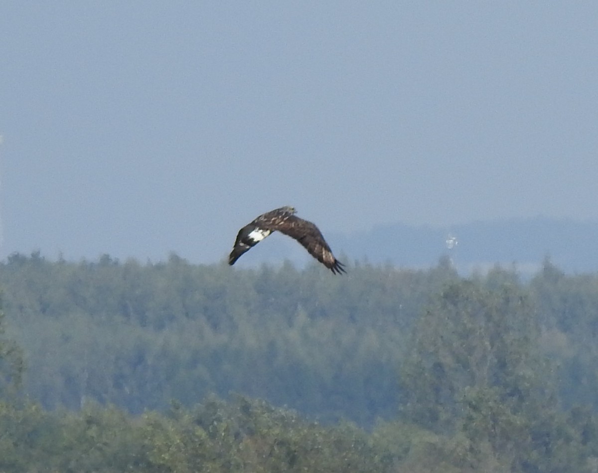 Rough-legged Hawk - ML623919894