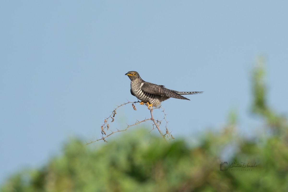 Common Cuckoo - ML623919905