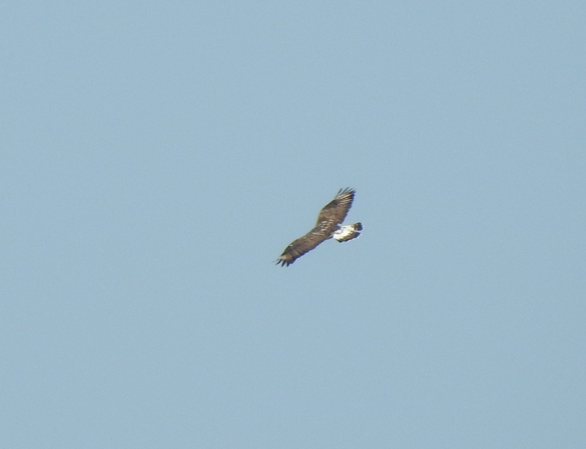 Rough-legged Hawk - ML623919911