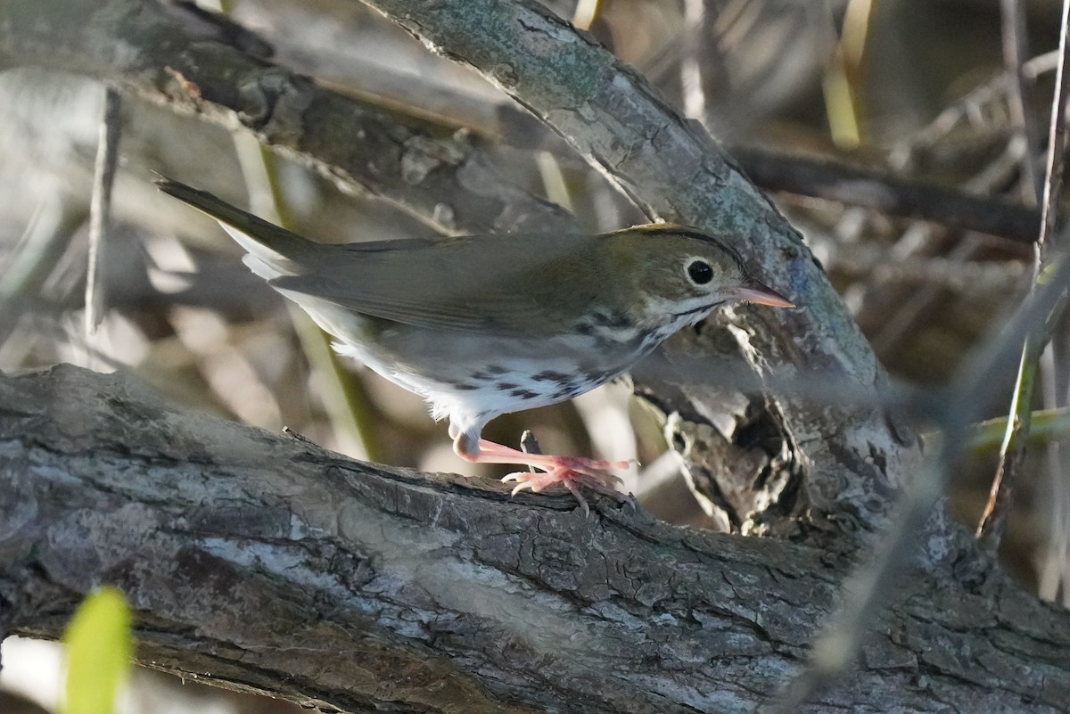 Ovenbird - ML623919920