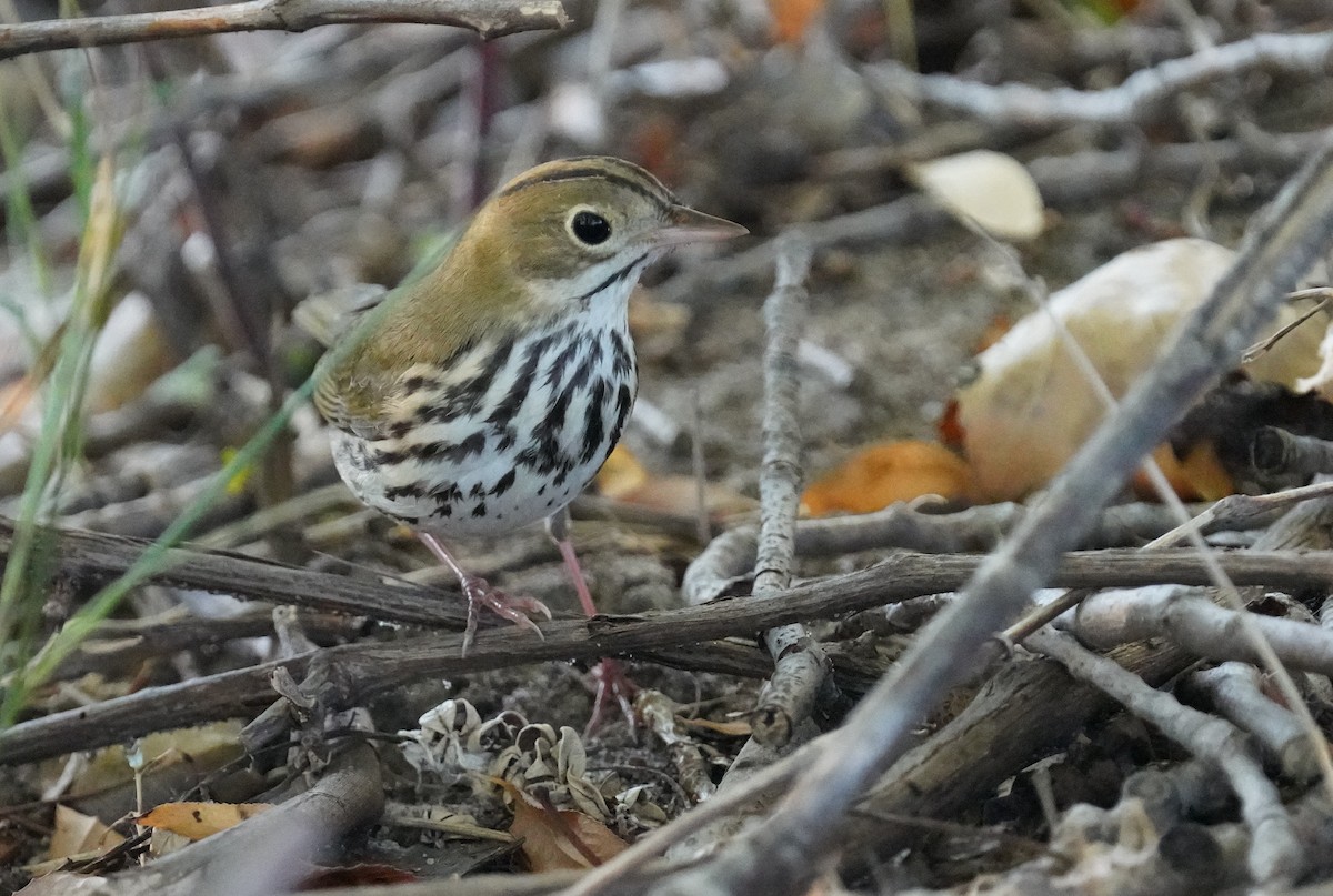 Ovenbird - ML623919927