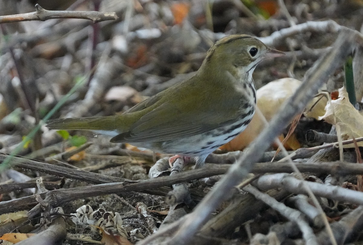 Ovenbird - ML623919937