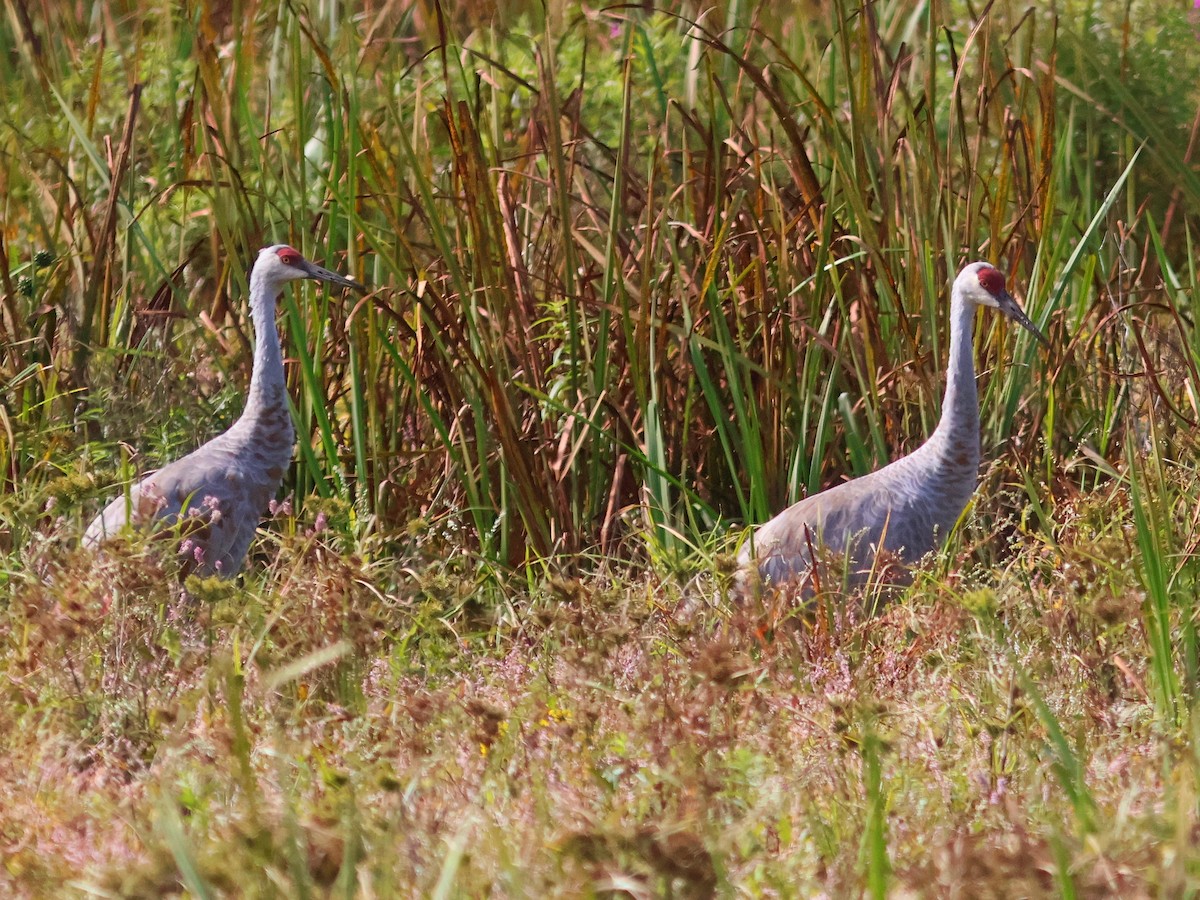 Sandhill Crane - ML623919944