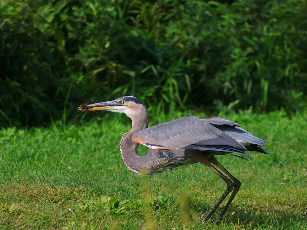 Great Blue Heron - ML623919947