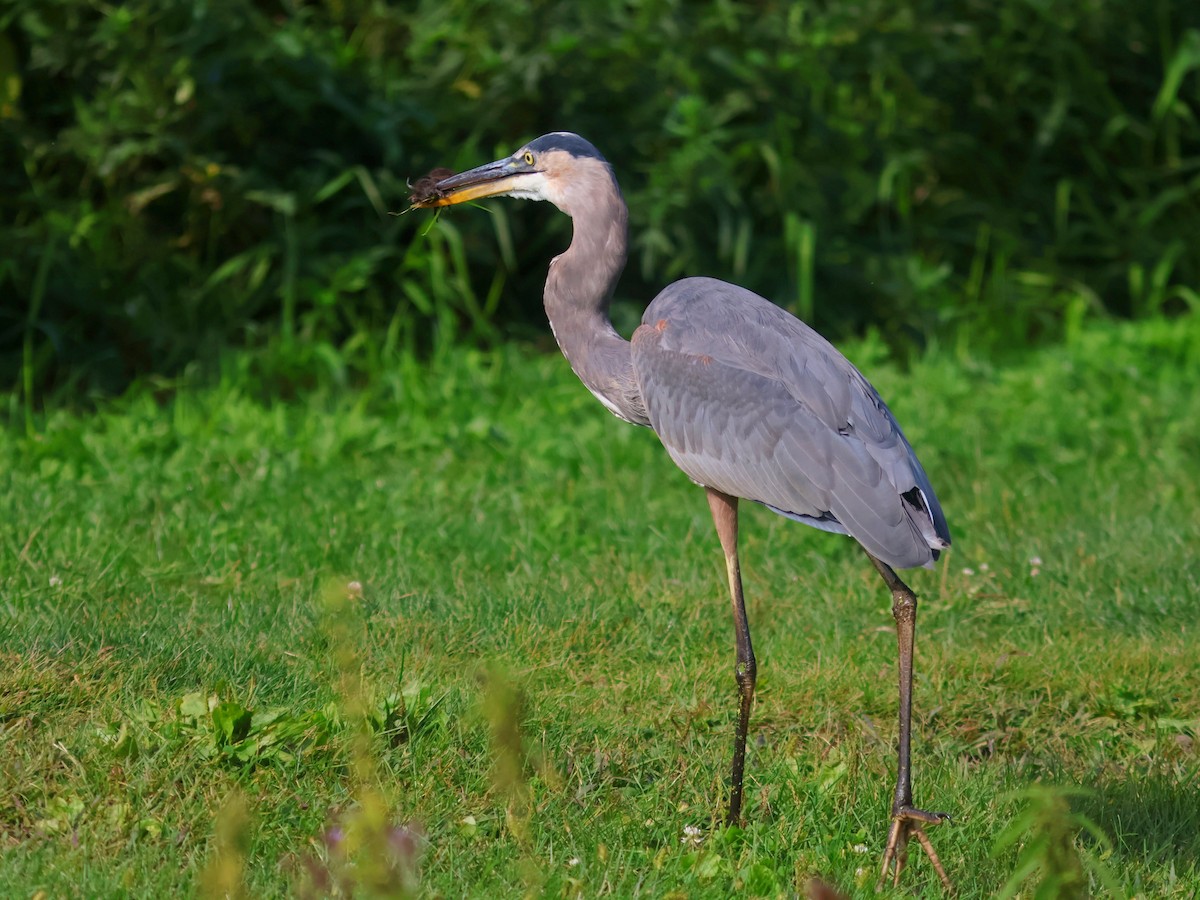 Great Blue Heron - ML623919948