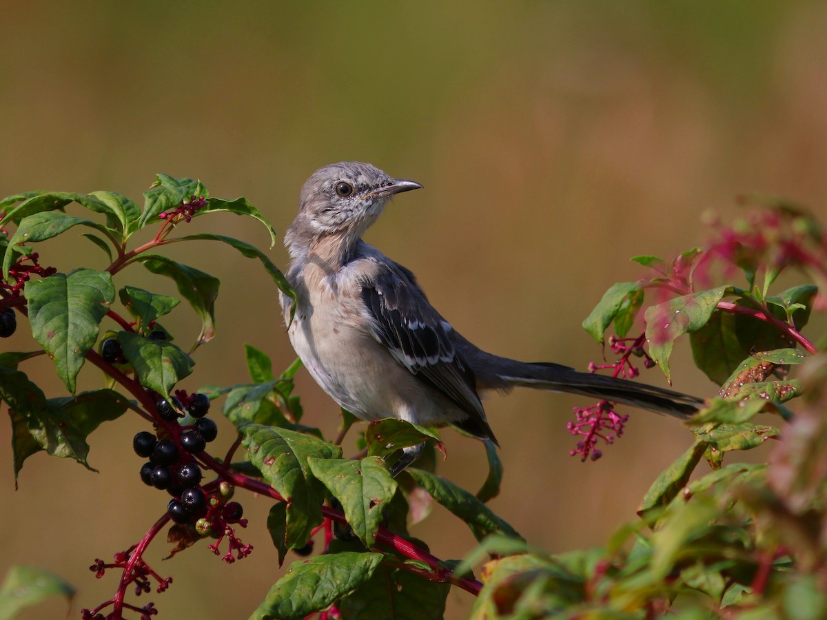 Northern Mockingbird - ML623919959