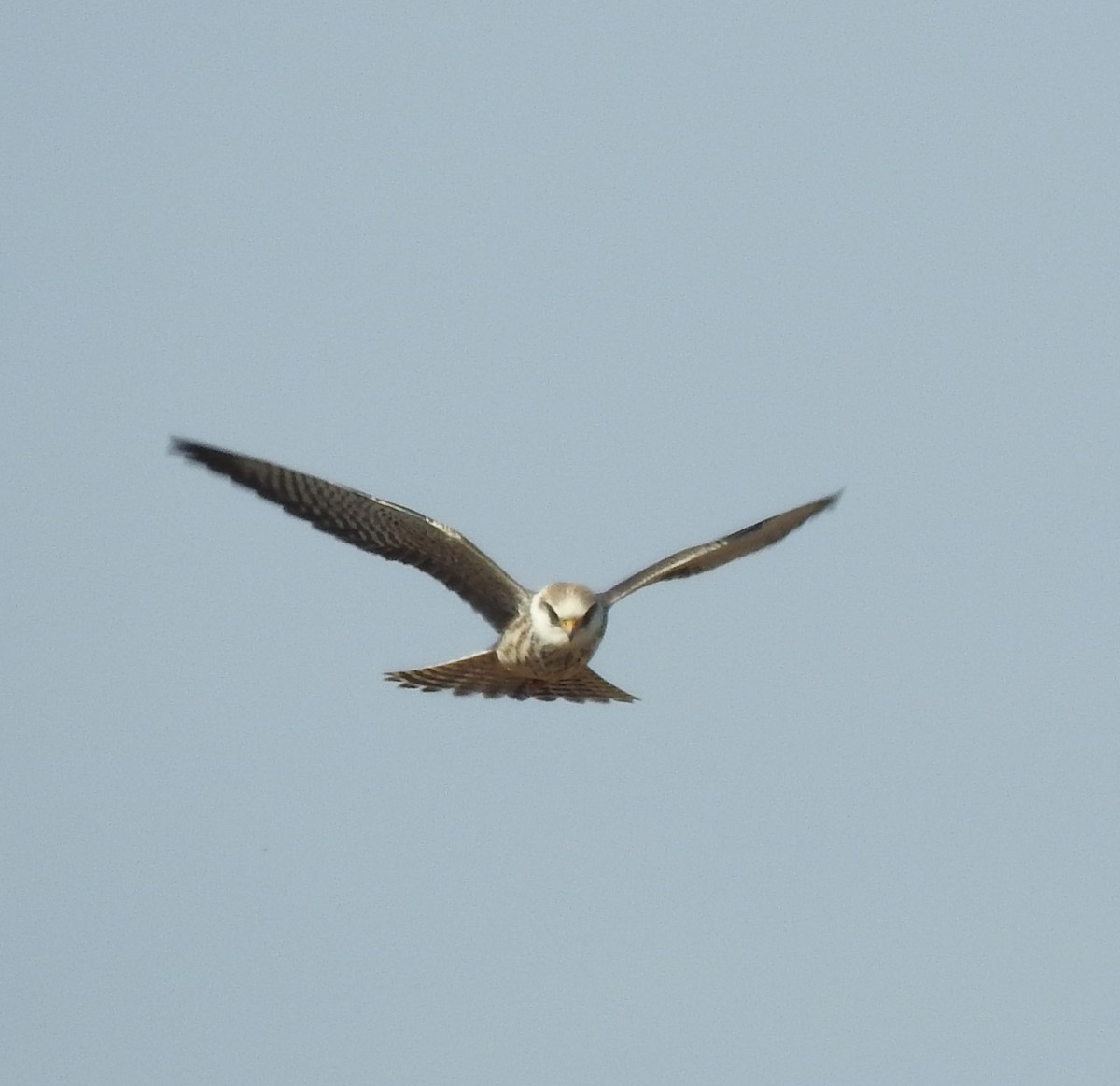 Red-footed Falcon - ML623919971