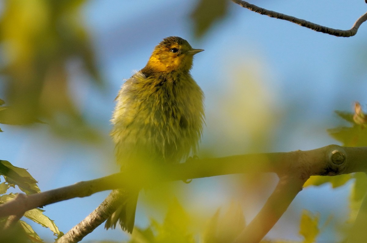 Cape May Warbler - ML623919998