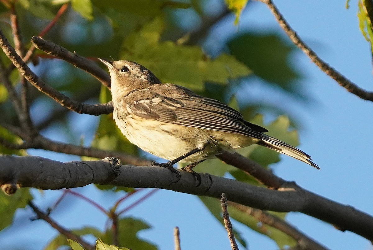 Yellow-rumped Warbler - ML623920016