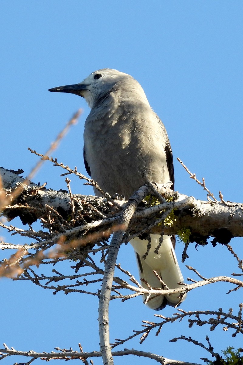 Clark's Nutcracker - ML623920019