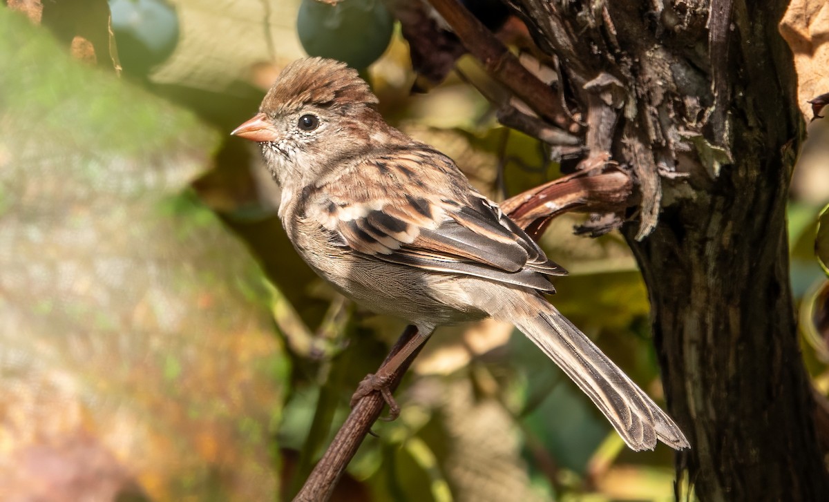 Field Sparrow - Gale VerHague