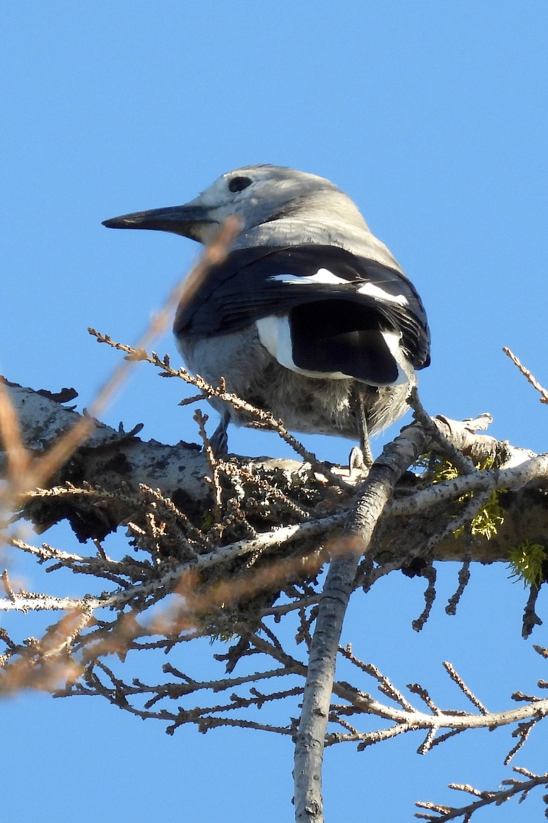 Clark's Nutcracker - ML623920038