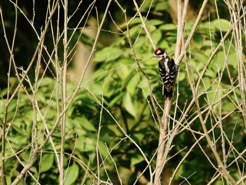 Downy Woodpecker - ML623920048