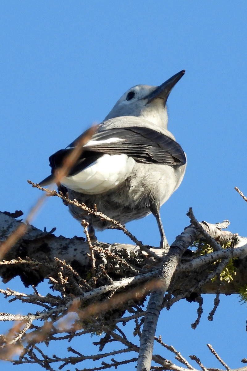 Clark's Nutcracker - ML623920068