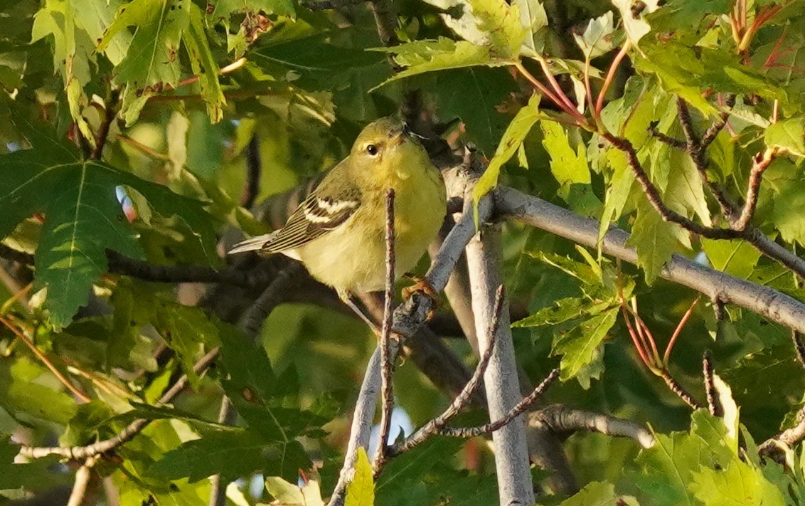 Blackpoll Warbler - ML623920071